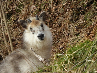 ニホンカモシカ