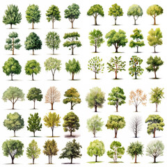 Diverse Tree Collection Illustrating Seasonal Changes and Species Variety Set
