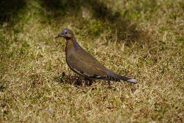 Obraz premium The white-winged dove (Zenaida asiatica) is a dove whose native range extends from the Southwestern United States through Mexico, Central America, and the Caribbean. Costa Rica.
