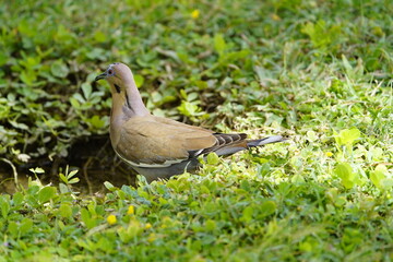 The white-winged dove (Zenaida asiatica) is a dove whose native range extends from the Southwestern United States through Mexico, Central America, and the Caribbean. Costa Rica.