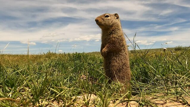 Wyoming ground squirrel at attention in a vast prairie