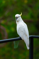 Cockatoo parrot sitting on a black hand rail. Big white and yellow cockatoo with nature green...