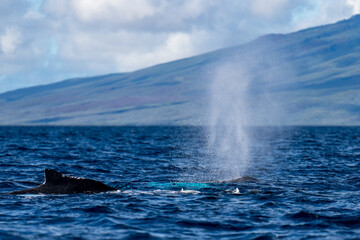 Humpback Whale Spout Blowing near Lahaina, Maui, Hawaii © davidhoffmann.com