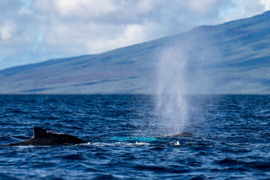 Humpback Whale Spout Blowing near Lahaina, Maui, Hawaii