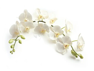 Naklejka na ściany i meble Elegant Orchid Bouquet