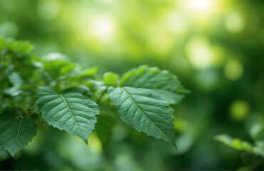 Sunlit Green Leaves on Branches in a Vibrant Summer Garden with Fresh Mint and Peppermint, Close-up of Nature's Foliage and Herbal Growth