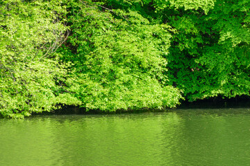 杜の都　仙台の新緑　水の森公園
