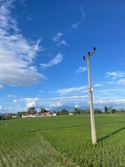 Obraz premium field and blue sky