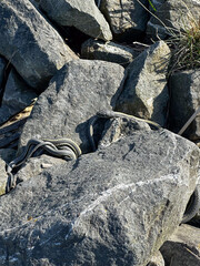 A garter snake basks in the sun while hiding amongst the rocks. Camouflage. 