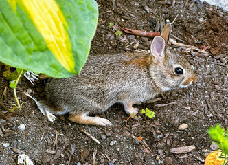 A baby cottontail rabbit sits almost unnoticed against a dirt background. Camouflage. 