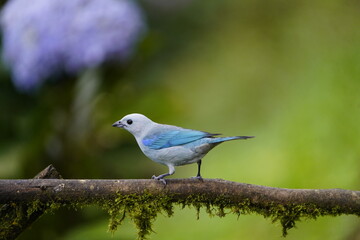 The azure-shouldered tanager (Thraupis cyanoptera), locally called sanhaçu, is a species of bird in the family Thraupidae. Costa Rica.
