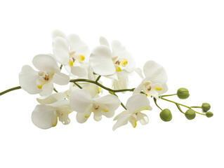 Fototapeta na wymiar Elegant Orchid Bouquet