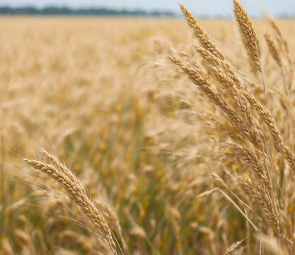 Wheat field in summer, golden wheat crops under blue sky