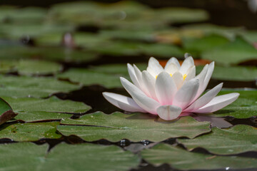 Pink lotus water lily flower in pond, waterlily with green leaves blooming