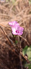 purple crocus flower