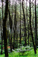 Pine trees that grow shady in the forests of Bogor, West Java.