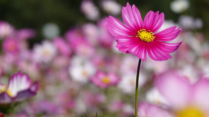 Obraz premium 秋のコスモス畑