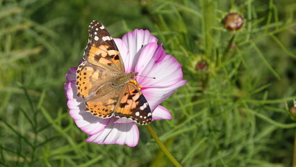 チョウとコスモス