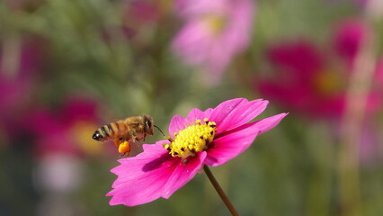 ハチとコスモス