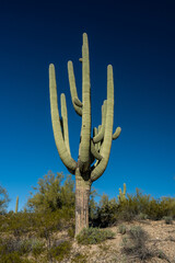 Single Saguaro With Multiple Arms Stands Tall Against Bright Blue Sky