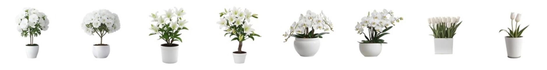 4 kinds of White Flowers Tree in white ceramic pots, isolated on transparent background.
