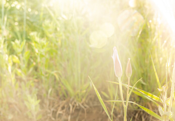 Sunburst Breaks Over Unopened Sego Lilies