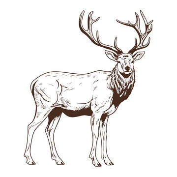 Elk deer hunting woodcut style drawing vector