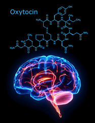 Human Brain. Oxytocin Molecule. Neurotransmitter. Hormone.