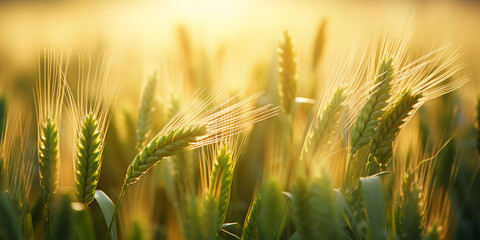 Macro close up of fresh young ears of young green wheat  barley in spring summer field ,A field of wheat with the sun setting behind it, Young Wheat Field Beauty, elective focus shot of some wheat in
 - obrazy, fototapety, plakaty