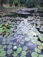 water lily in the pond Indonesia