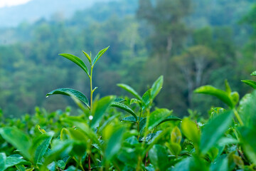 Organic green tea plant and leaves at tea plantation growing in highland hill. Fresh herbal nature farm in the morning.