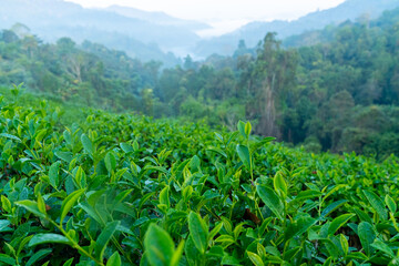 Fototapeta na wymiar Organic green tea plant and leaves at tea plantation growing in highland hill. Fresh herbal nature farm in the morning.