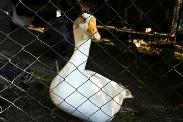white goose in a cage, country farm, reserve, pets, mesh fence