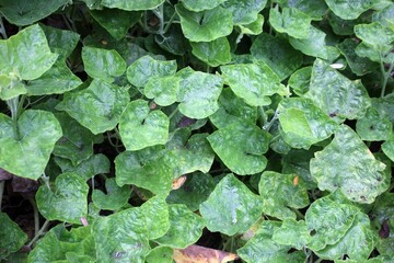 The lush green leaves of pumpkin plants around the backyard of the house