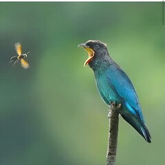 lilac roller on branch.A superb starling (Lamprotornis superbus) close up on branch in jungle.