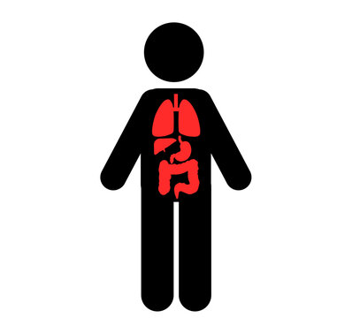 Human Body's Vital Organs Heart, Liver, Pancreas, Stomach Function