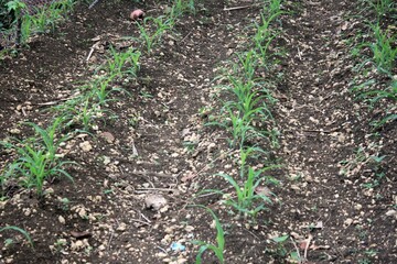 Corn plants that are still growing are small