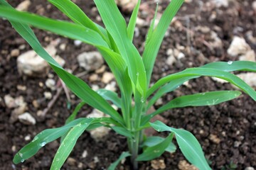 Corn plants that are still small and have fresh leaves are exposed to morning dew