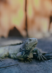 Selective focus.
Green iguana is a type of reptile or lizard genus that lives in tropical areas of...