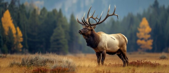 A magnificent elk gracefully stands amidst a natural landscape, surrounded by trees and grass, showcasing its impressive horns.