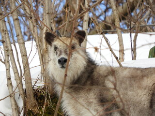 冬のニホンカモシカ