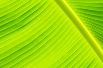 Soft sunlight through banana leaves. Green background with sun rays