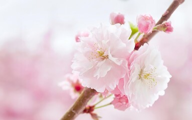 Fototapeta premium 桜の花