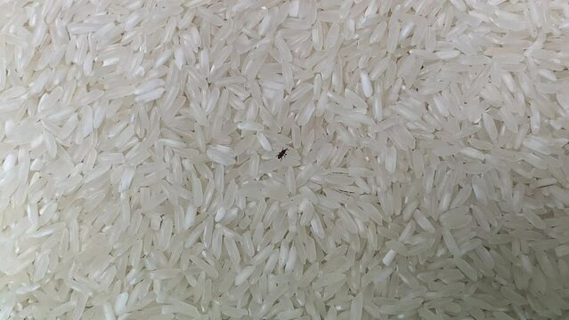 The rice weevil or Sitophilus oryzae on the uncooked rice