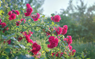 A branch with crimson roses in the garden