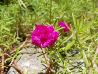 pink rose in the garden