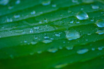 a green banana leaf with water droplets on it. close-up, selective focus