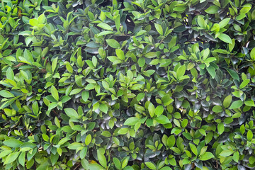 Green leaf wall with light and dark texture natural patterns on background