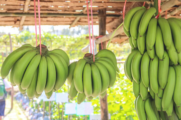 Gros michel bunch or green musa sapientum bananas hanging on red straw - obrazy, fototapety, plakaty