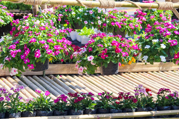 Catharanthus roseus flower in pots or pink madagascar periwinkle hanging in garden summer background